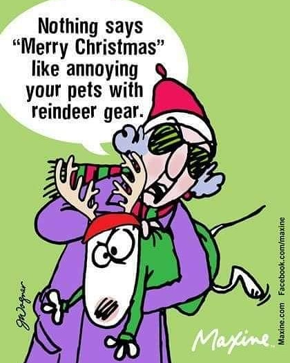 RescueBroad's tweet photo. Do you really love your pet if you don't at least TRY to dress them in some type of holiday attire?

#christmasdog #holidaydog #dogshirt #dressyourpet https://t.co/y2y4kY7jfw