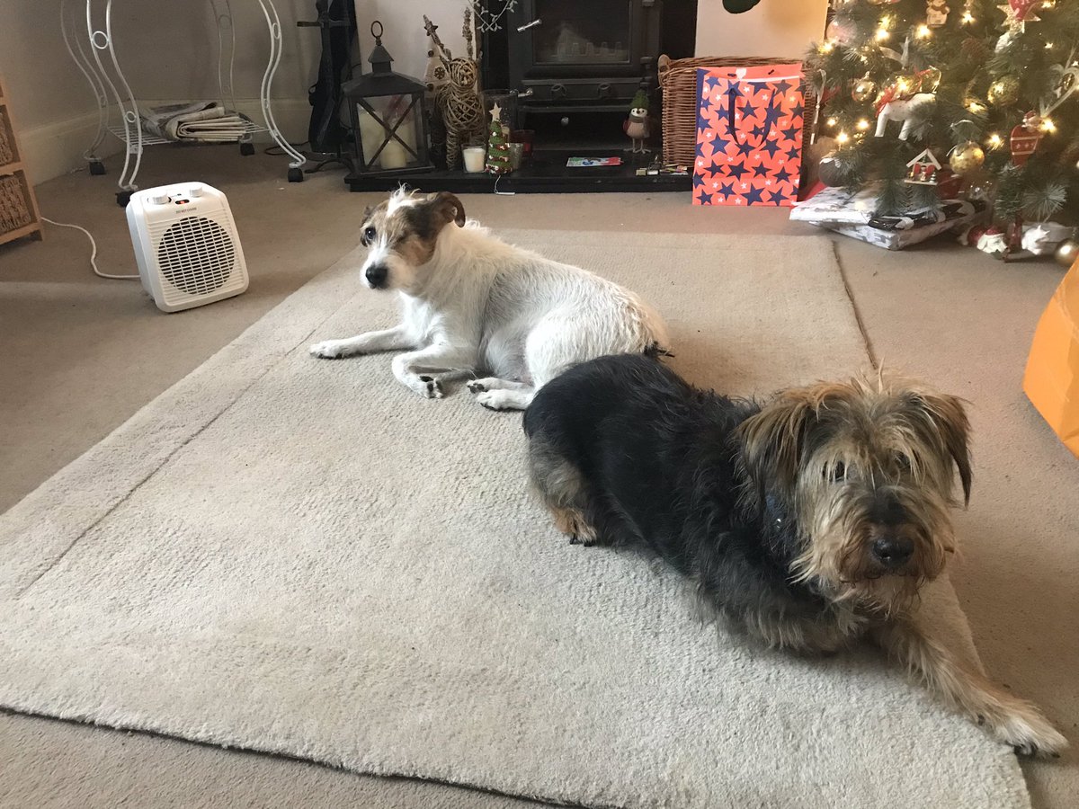miriam_storey's tweet photo. The #boiler has been playing up.......some of us do not consider this a problem.
#fanheaterhogs #isitcold https://t.co/3uiJ0xOUmb