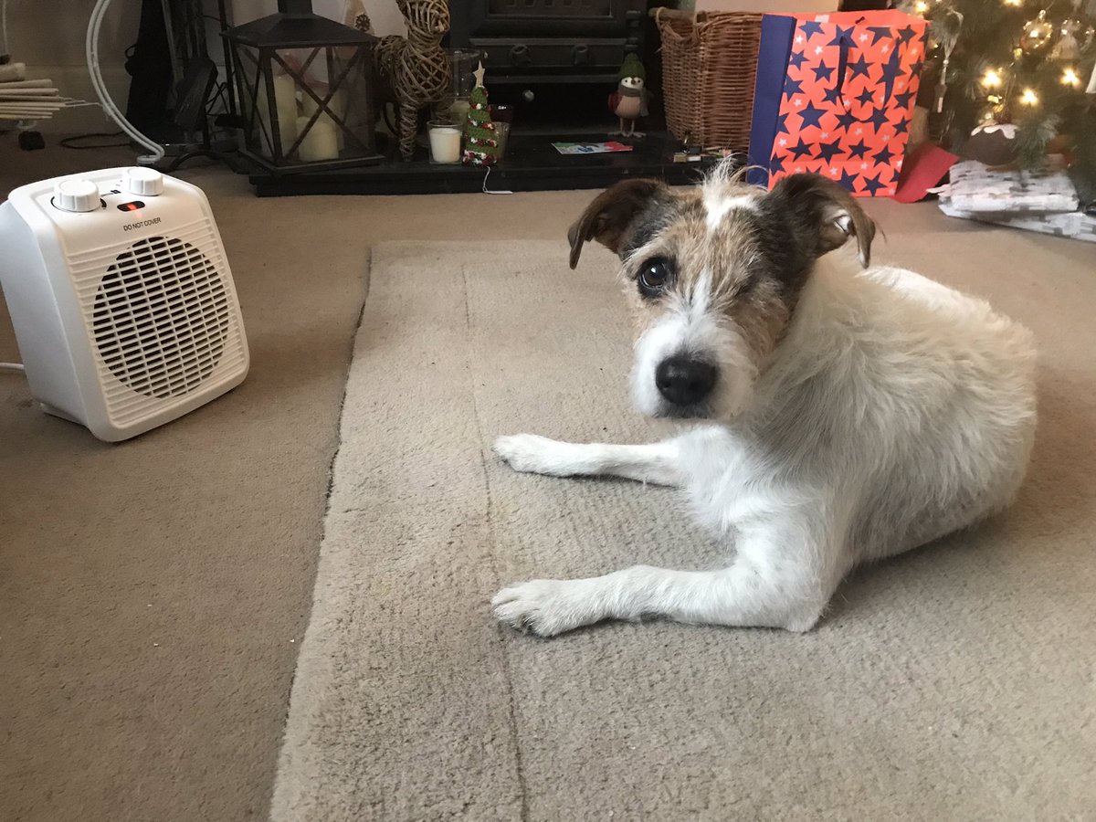 miriam_storey's tweet photo. The #boiler has been playing up.......some of us do not consider this a problem.
#fanheaterhogs #isitcold https://t.co/3uiJ0xOUmb