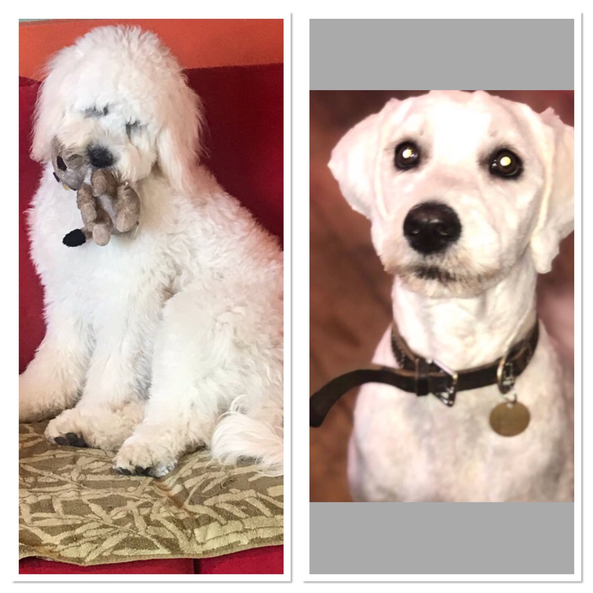 westhill55's tweet image. When your dog returns from the groomers #differentdog