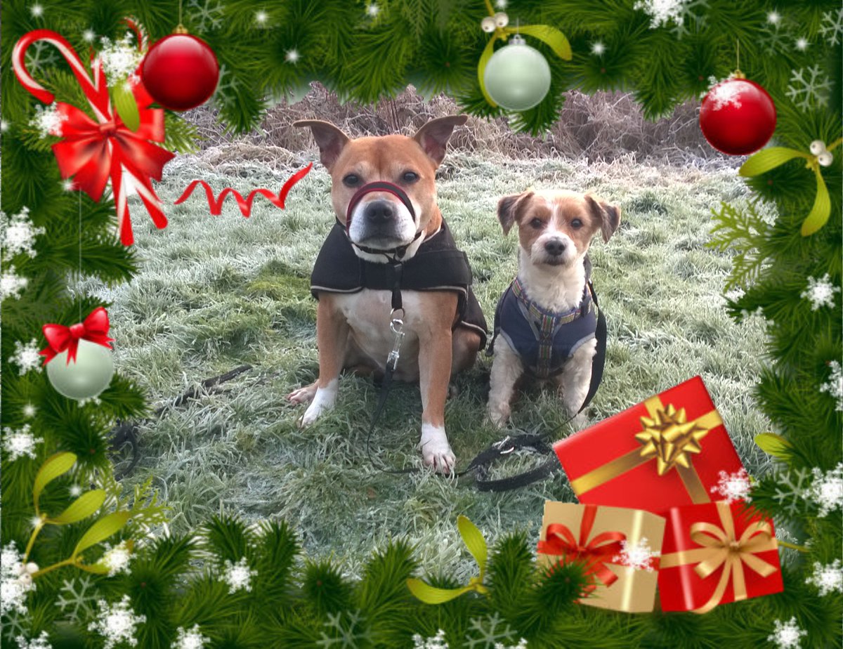 Dog Days Dog Walking Services. Est. 2008. tweet media