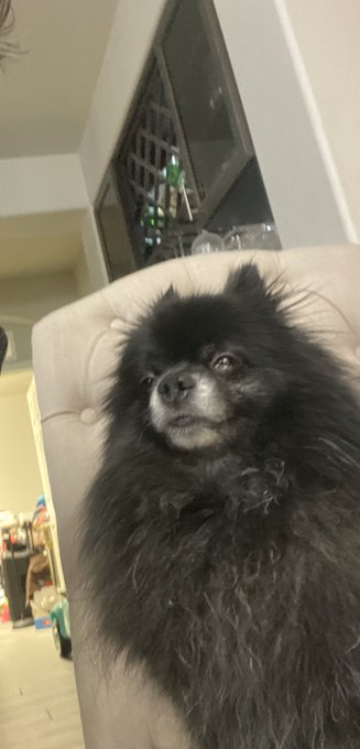 Watching his dad work @QuintonJamesxxx 😭 https://t.co/yyB7jQqLxx<a class="tags" href="/tag/quintonjamesxxx">@quintonjamesxxx</a><a href="/tag/coronacrisis"class="tags"><span>#coronacrisis</span></a>