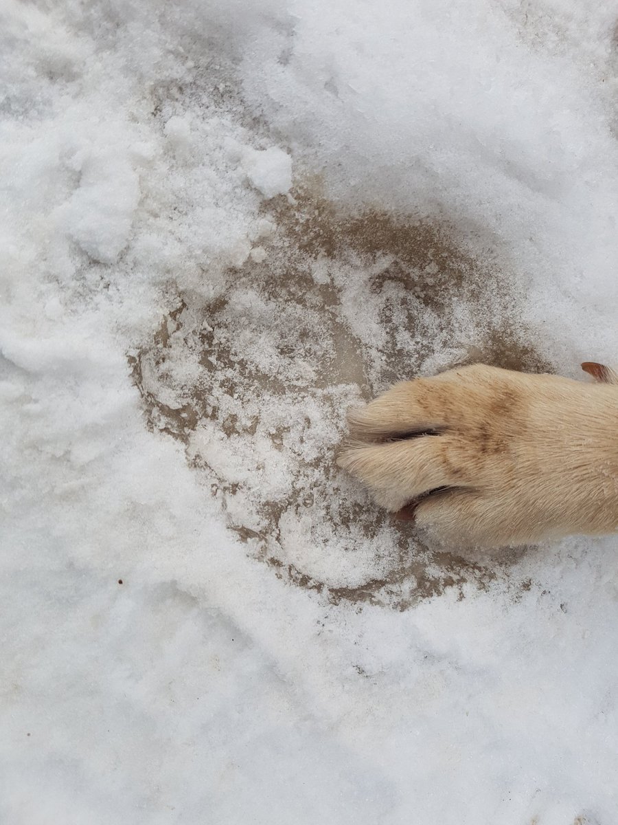 Malo's paw in a wolf track to set things into perspective. 😉

#Canada #wolves #nature #adventure #alaskahwy @RCGS_SGRC @mec