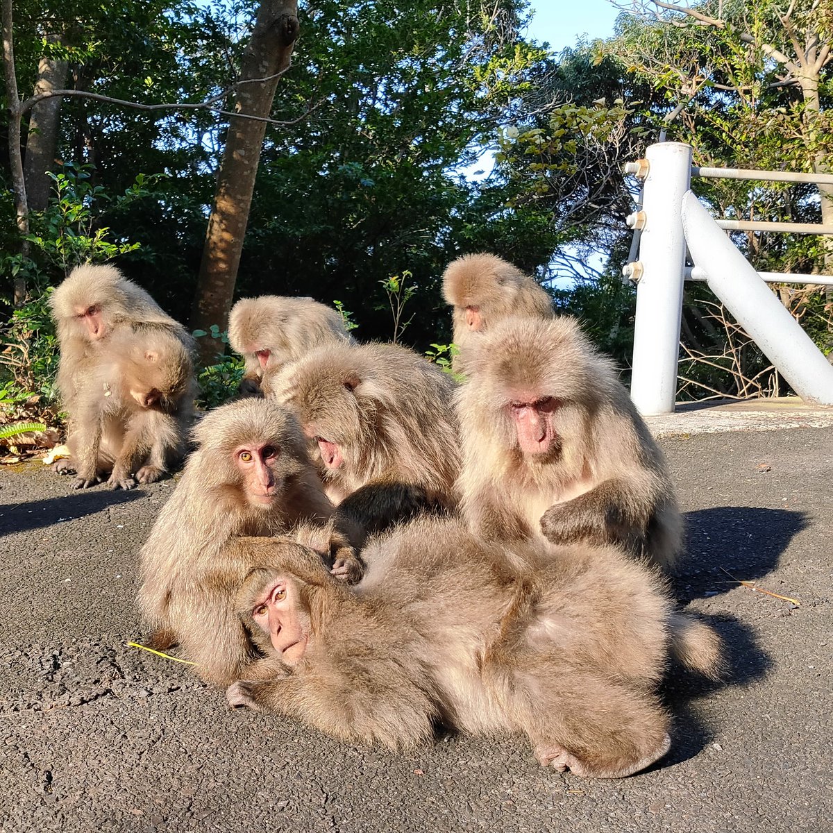 jbcgb767's tweet photo. 屋久島の西側には西部林道があり、ヤ��ザル・ヤクシカを見ることが出来ます。その他にも灯台・ガジュマルなど観光名所がたくさんあります。
#屋久島灯台 #中間���ジュマル #まんてん #ヤクザル #ヤクシカ #西部林道 #世界自然遺産 #屋久島 https://t.co/pjbj48iku2