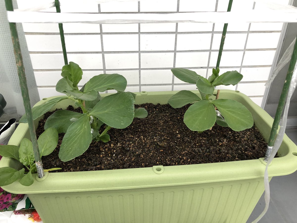 Kimibob ベランダの大根 絹さやえんどう そら豆 ラディッシュ 大根は葉っぱが立派 つるボケ さやえんどうや そら豆は菜園より生育が早い 南向きだから そら豆まいた土の中からほうれん草も ラデッシュまだ収穫出来てます ベランダ家庭