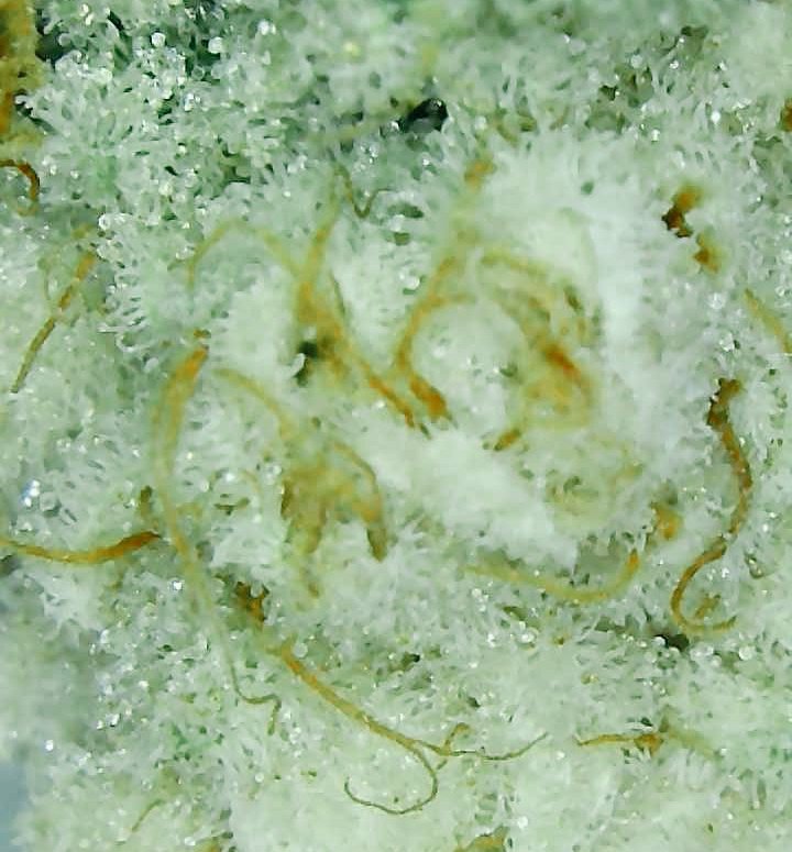_NativeGround_'s tweet photo. Harvested our 'Northern Lights' just in time! ππ Happy Holidays!
#NorthernLights #WeedLovers #weedlife #sativavsindica #Cannabis #cannabisokc #MedicalMarijuana #weedculture #smokeweed #NativeGroundGrowCo #cannabisgrowers #cannabisculture https://t.co/NwbxFIDvVp