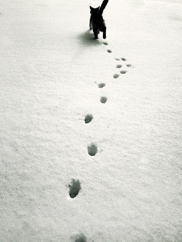 キャットウォーク 猫の足跡はまっすぐ一直線 平均台の上を難なく歩ける理由が分かる 話題の画像プラス