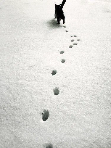 「キャットウォーク」猫の足跡はまっすぐ一直線・平均台の上を難なく歩ける理由が分かる！！