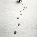 「キャットウォーク」猫の足跡はまっすぐ一直線・平均台の上を難なく歩ける理由が分かる!