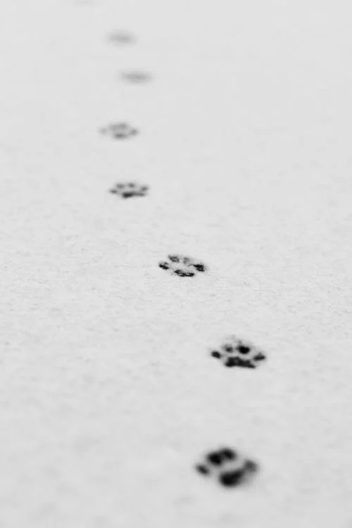 「キャットウォーク」猫の足跡はまっすぐ一直線・平均台の上を難なく歩ける理由が分かる！！