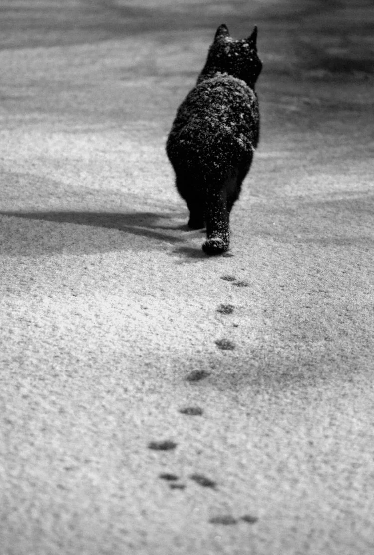 「キャットウォーク」猫の足跡はまっすぐ一直線・平均台の上を難なく歩ける理由が分かる！！