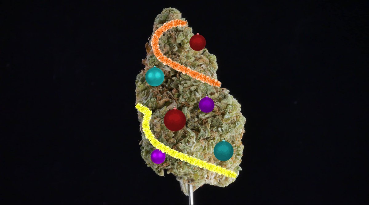 Lepotshow's tweet photo. Voici un montage des clip en brut que j’ai utilisé pour l’épisode du festival du bon plant. Quand l’image semble avoir plus de bruit, c’est la fonction zoom numérique X4 de l’appareil. Pas de son. #cannabis

https://t.co/0VXQgSpW5z https://t.co/NhwxOtojtp