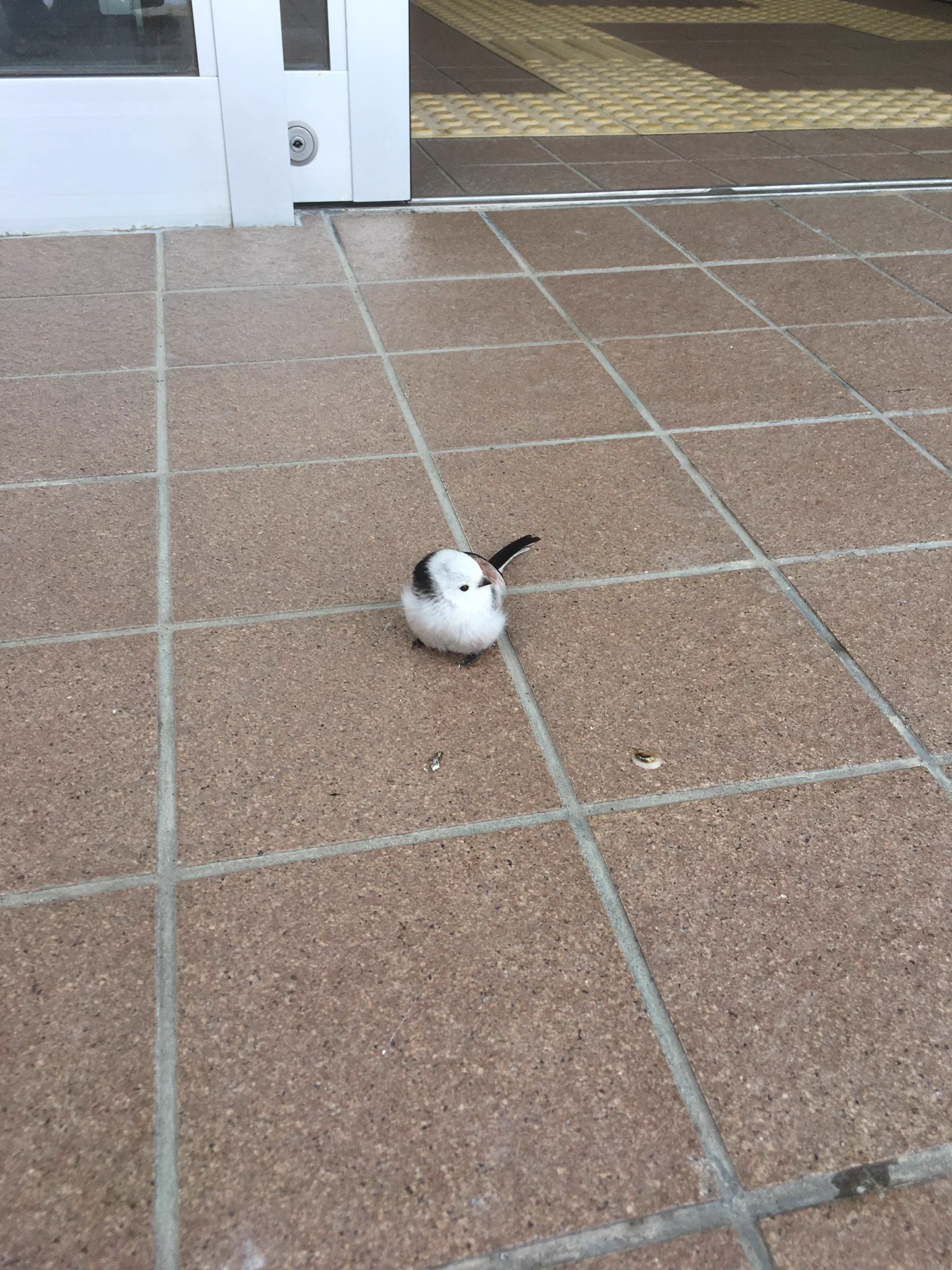 北海道に生息する！！かわいい野鳥のシマエナガさん！郵便局の入り口にいたｗｗ