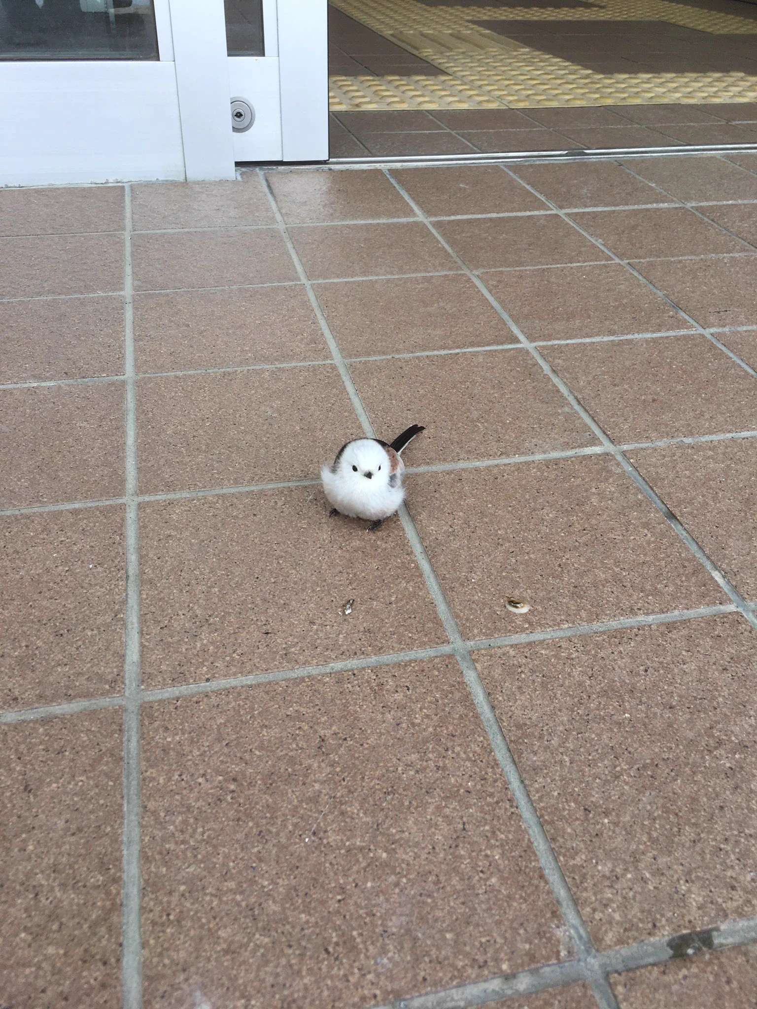 北海道に生息する！！かわいい野鳥のシマエナガさん！郵便局の入り口にいたｗｗ