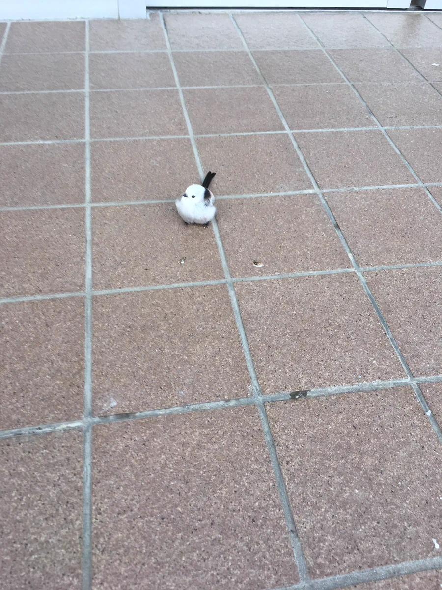 北海道に生息する！！かわいい野鳥のシマエナガさん！郵便局の入り口にいたｗｗ