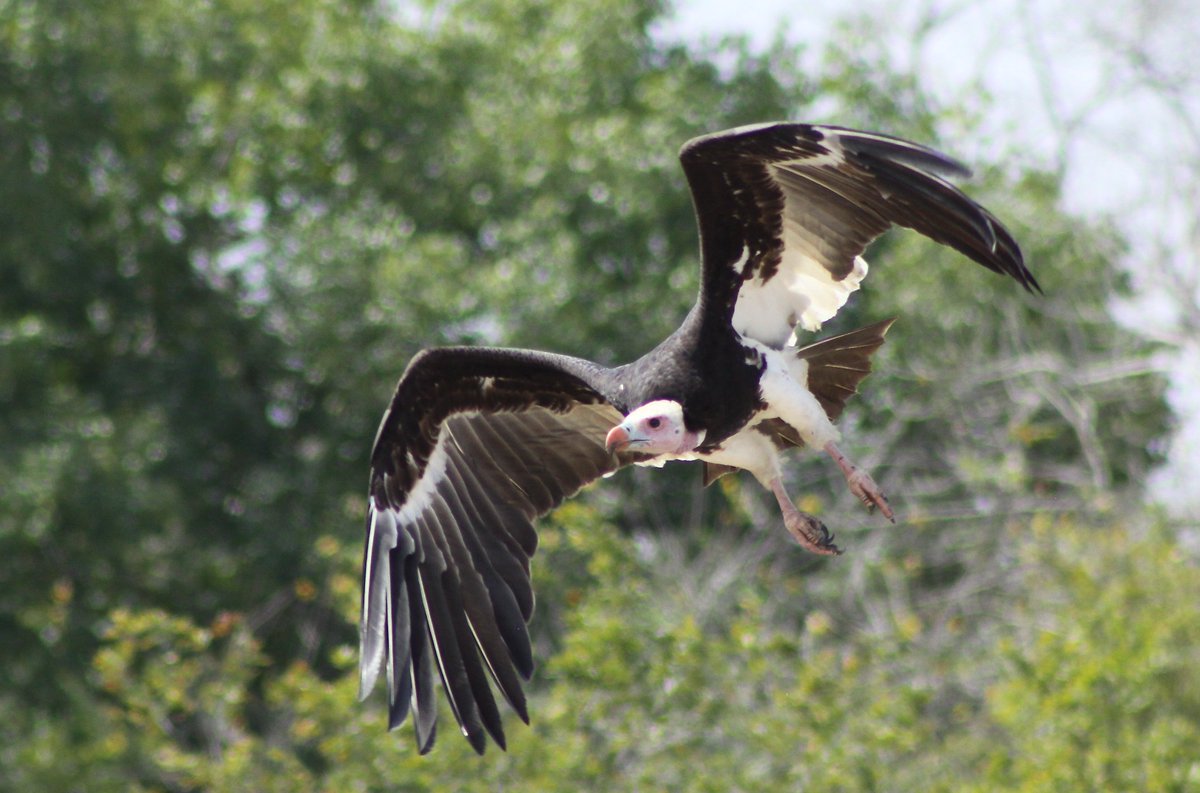 Vulute in air above jungle, impressive wingspan