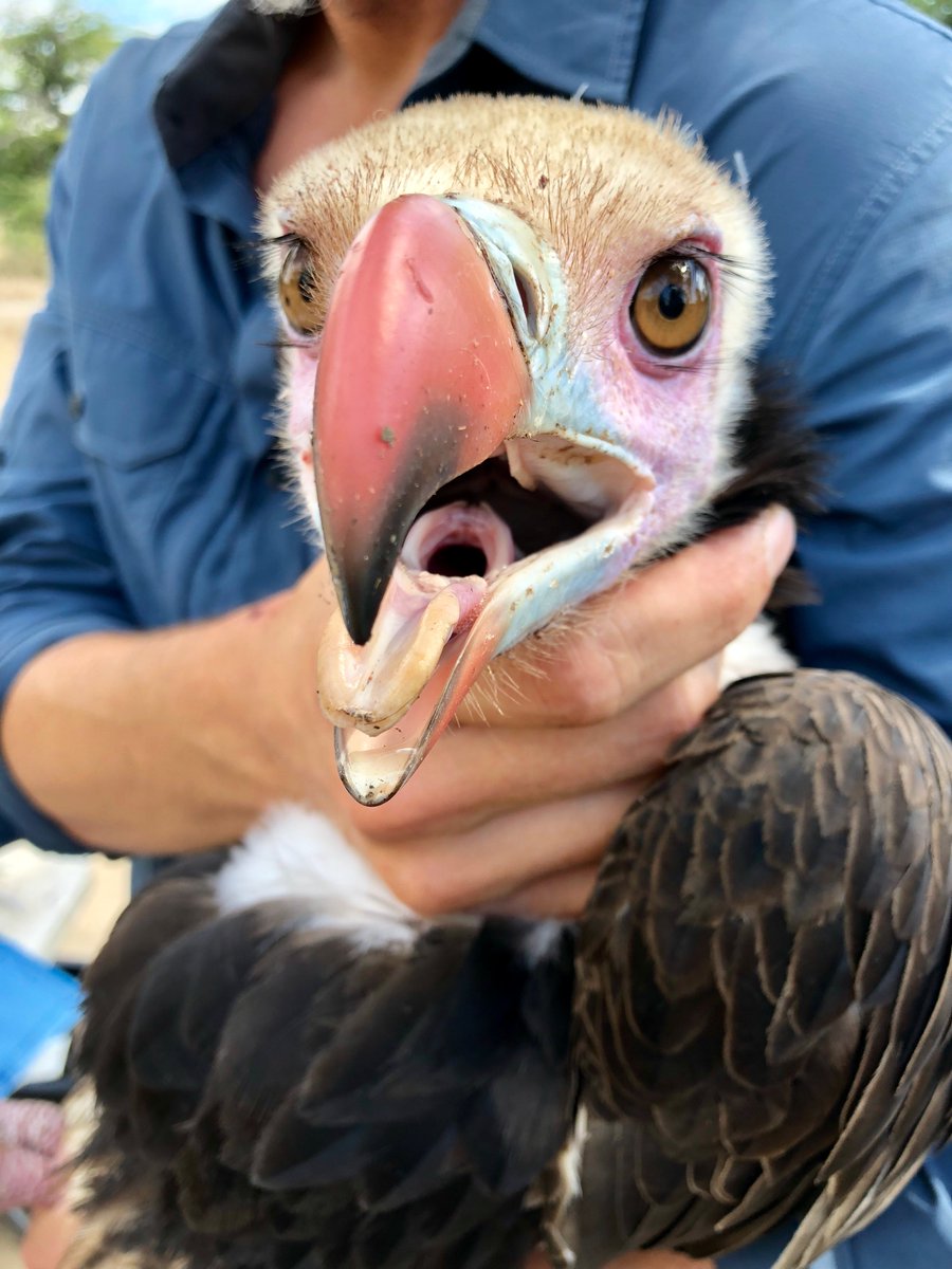 Scientist holding large, squawking vulture