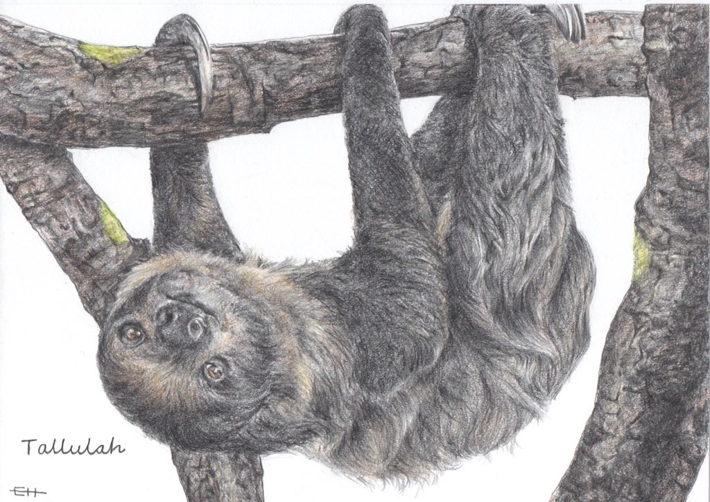 e_hemming_art's tweet photo. Something a bit different - Tallulah the sloth! Full colour on A4. 

#sloth #slothsoftwitter #slothdrawing #pencildrawing #pencilart #art #artoftheday #artist #artistsontwitter #pencilartist #sketch #commission #giftideas #ehartandportraiture #fullcolour https://t.co/64ACYGJMKd