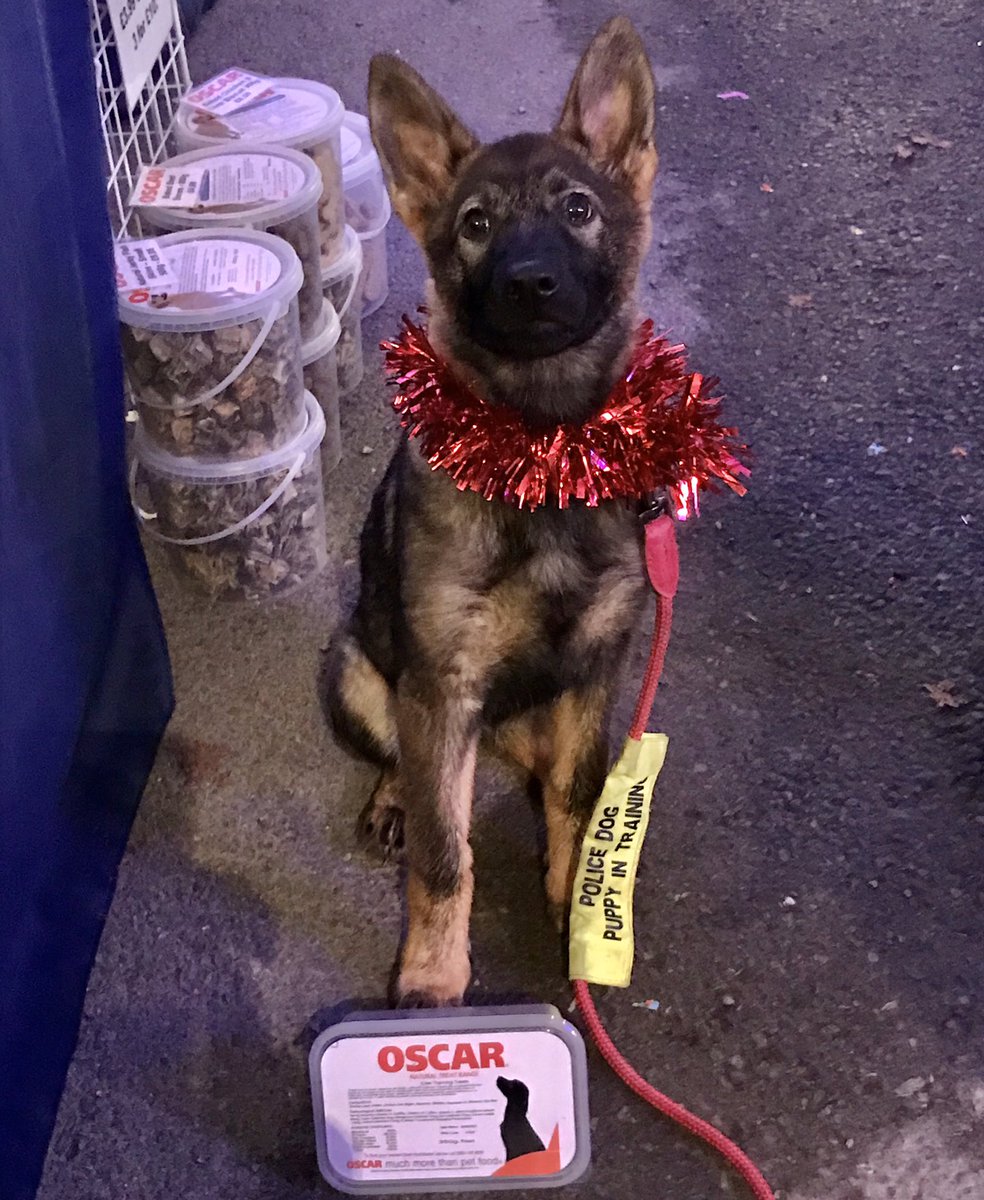 AlexOscarPet's tweet photo. Meet Jinx, a lovely new recruit with @warkspolice.  We wish her all the best with her training! 
#oscarpetfoods #policedogs #warwickshire https://t.co/pRMusXAae6