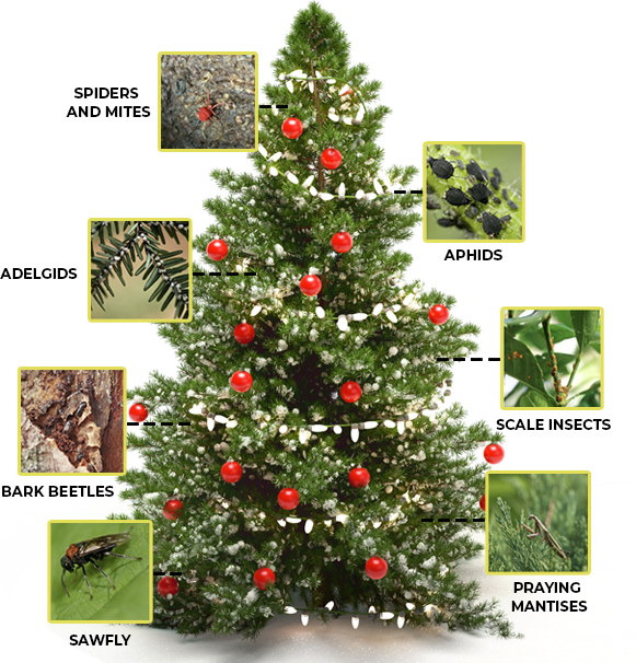 Give your tree a good shake before bringing it inside!