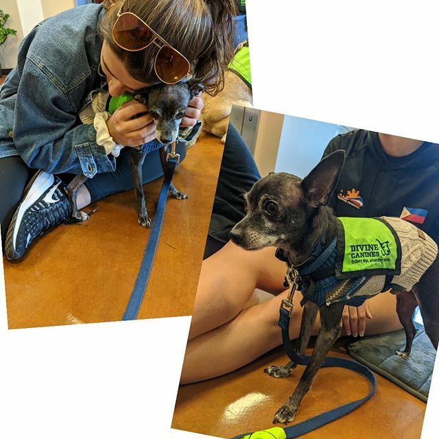 brucewayneatx's tweet photo. Longhorn cuddles are some of my favorites! 🤘🏽🐂 Thanks for hosting us @texaslonghorns ! We loved getting to hang with UT Student Athletes before winter break. 💜🤗🐕‍🦺
•
•
•
#divinecanines #therapydog #chihuahua #italiangreyhound #chiggy #iggy #texas… https://t.co/rpsXS598RI https://t.co/eoHq53STbe