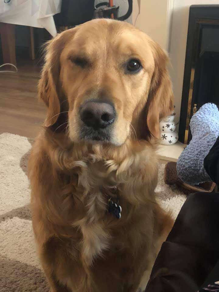 GuideRicky's tweet photo. So happy anniversary to my lovely boy who is still *almost* like a “proper” guide dog 😉😘 https://t.co/91MCEjzZfn