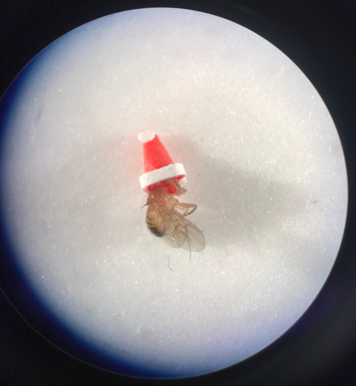 Jefferson Research (@researchatjeff) on Twitter photo Everyone in the <a href="/MoscaLab/">The Mosca Lab</a> is feeling the holiday spirit! #JeffTakeover Everyone in the <a href="/MoscaLab/">The Mosca Lab</a> is feeling the holiday spirit! #JeffTakeover