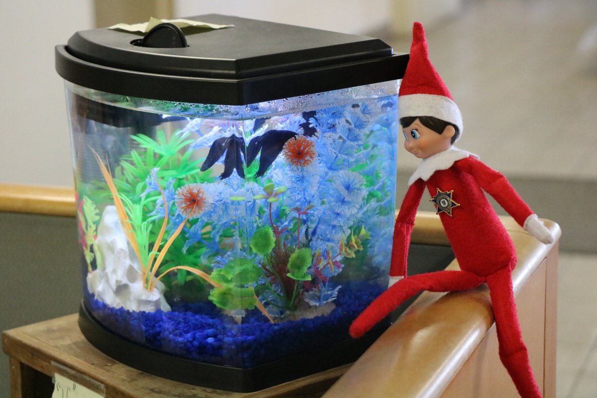 msosheriff's tweet photo. "Hi Fin, my name is Clink!" #ClinktheMSOelf #FintheFish #JustKeepSwimming https://t.co/nfyzEiKCny