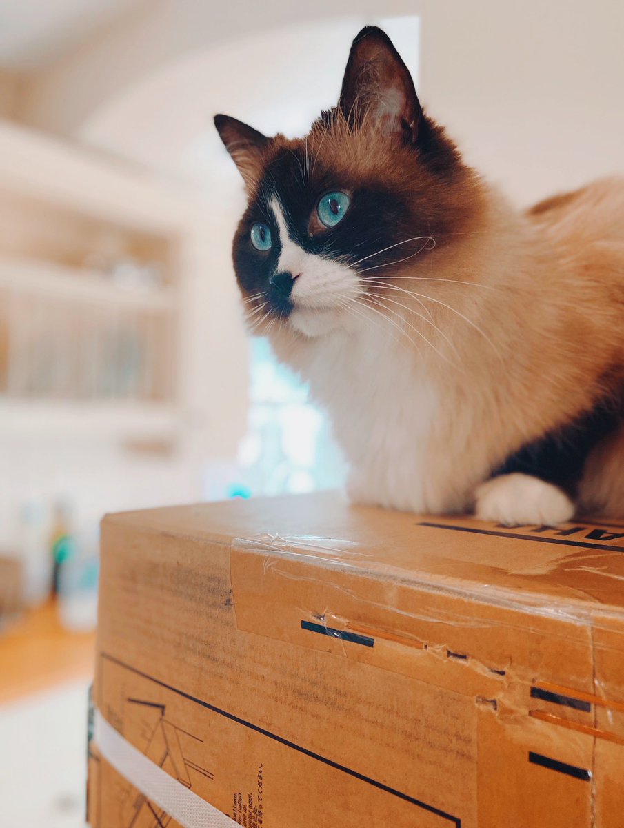 Spud (& Crumpet) tweet media