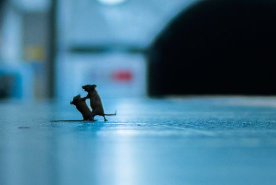 ต้องเป็นคนช่างสังเกตขนาดไหนจึงจะถ่ายภาพนี้ได้..ที่สถานีรถไฟใต้ดินแห่งหนึ่งในลอนดอน ประเทศอังกฤษ

หนู2ตัวทะเลาะกันเพื่อแย่งเศษขนมปังที่คนทำหล่น สำหรับคนที่เป็นห่วง ช่างภาพบอกว่าไม่มีตัวไหนได้รับบาดเจ็บหรือล้มตาย

ภาพโดย: Sam Rowley (ส่งเข้าประกวดในงาน LUMIX People's Choice Award)