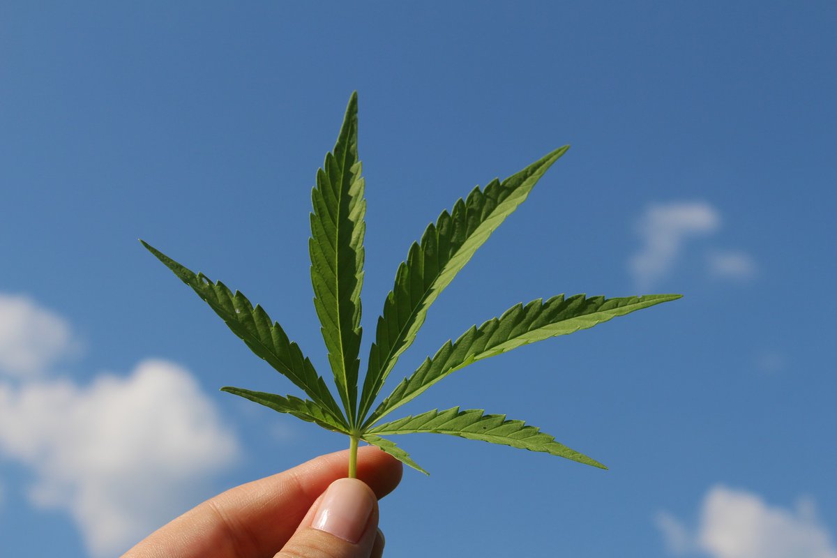 MorselFoodLaw's tweet photo. #USDA interim final rule on #Hemp production established testing requirements than may be problematic for #growers 
https://t.co/Bl5yJqwrcm

#cbd #CannabisCommunity #hempfarming #cannabisbusiness #hempindustry #cannabisindustry #thc https://t.co/Kcep77NO34
