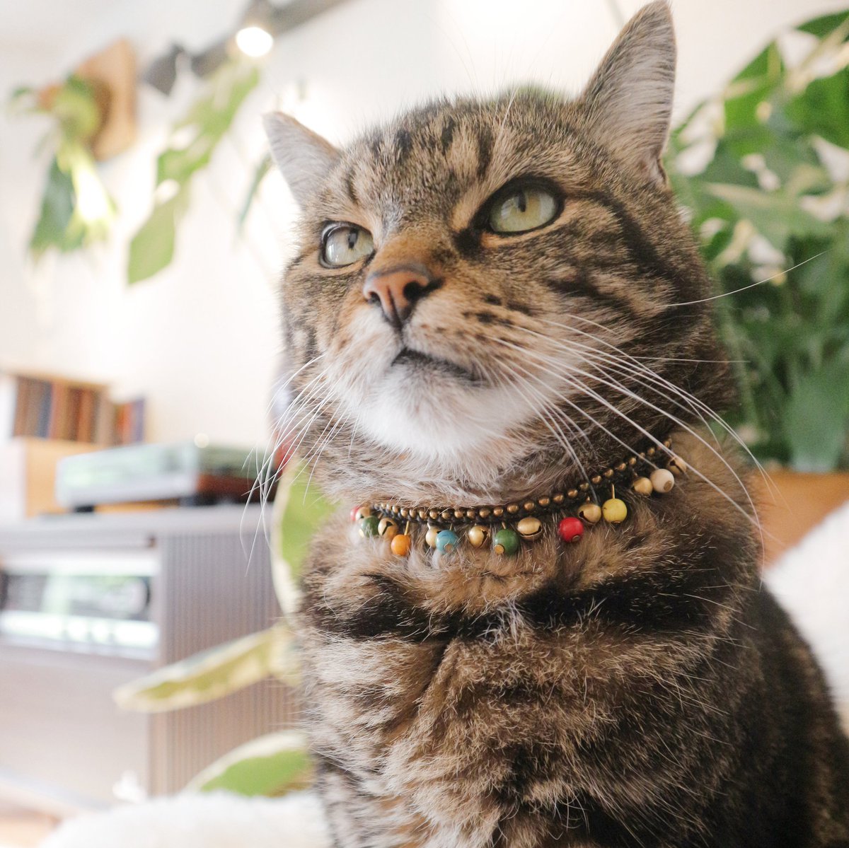 CatletsWebshop's tweet photo. In ancient times cats were worshipped as gods; they have not forgotten this 😻
🛒 Get your Catlet now!
🌐 https://t.co/QeqWOe2nSO
🌳 1 Catlet = 1 tree
#trilliontreescampaign https://t.co/oIrg8xr8da