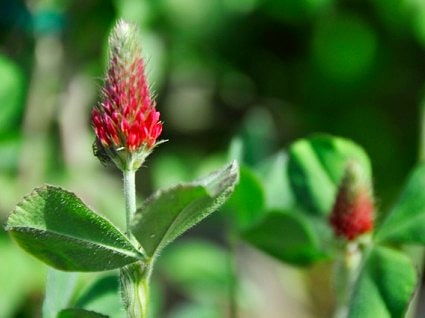 べにばなつめくさ Twitter Search Twitter