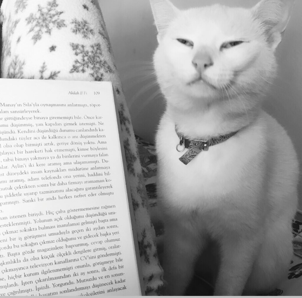 Ülkenin kedisi bile kültürlenmeme karşııı