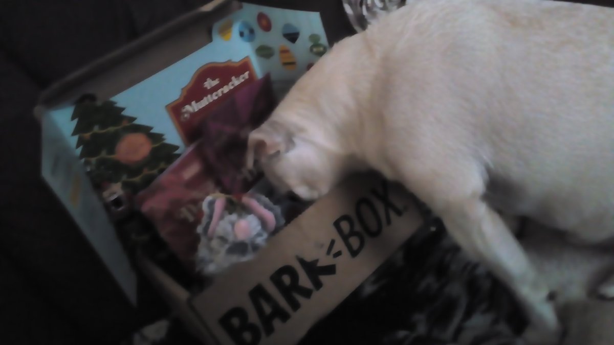 4OutlawQueen's tweet photo. His second box and I barely got it open before he was trying to get into the box. He loves them so much. @barkbox https://t.co/ZLvjDjZ2ES