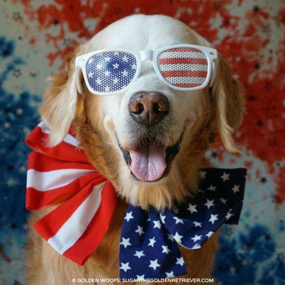 olivier_patti's tweet photo. DOGS ARE SO SMART
They instinctively know
           Evil People
And Donald Trump is
          Truly Evil
Both he hates Dogs and America and We Hate him
#DogsForImpeachment 🐾
#ImpeachmentDay 🇺🇸
#NoOneIsAboveTheLaw 🇺🇸
#DogsForImpeachment 🐾 https://t.co/uMD86uhVgw