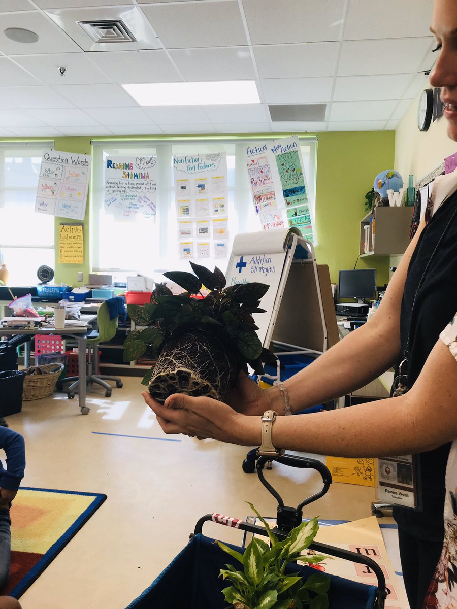 ReneeWestTCS's tweet image. Busy days researching, studying, and creating the rainforest... 

#earthstructure #watercycle #habitats #interdependence  #preservation #sustainability #plantmoretrees #reusereducerecycle