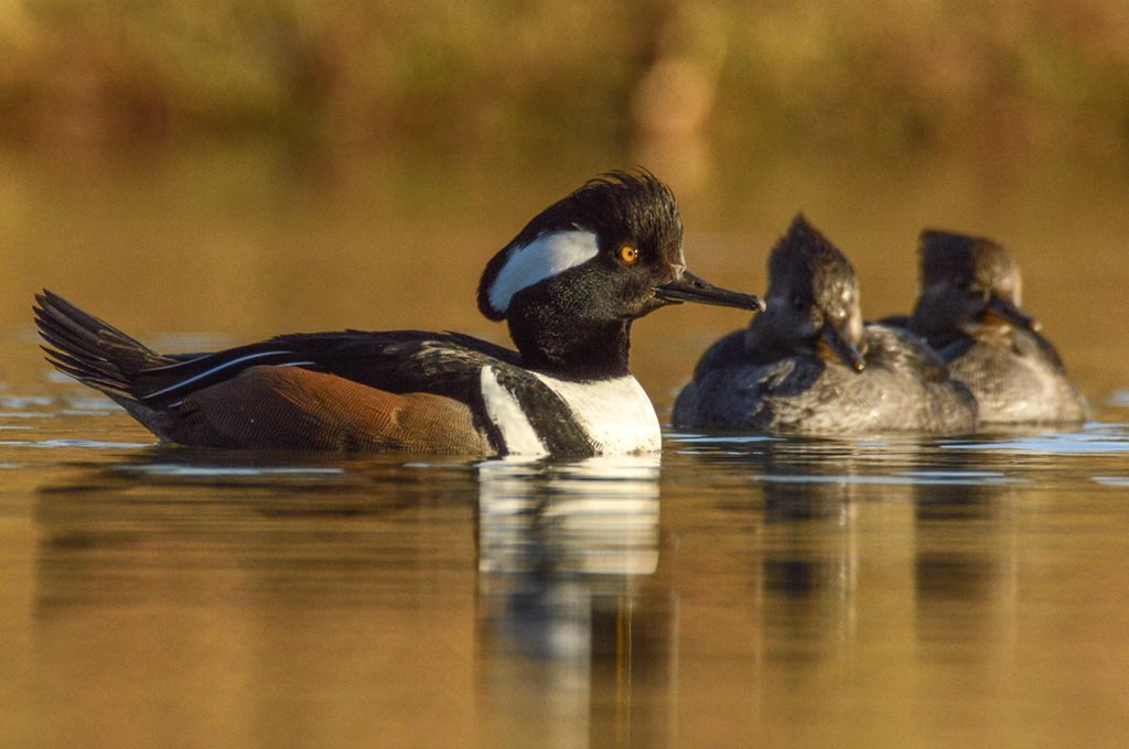 A drake and two hens in this group of #Hoodedmergansers, and #Photo I’ve wanted to capture since last #waterfowlseason. 
#birdphotography