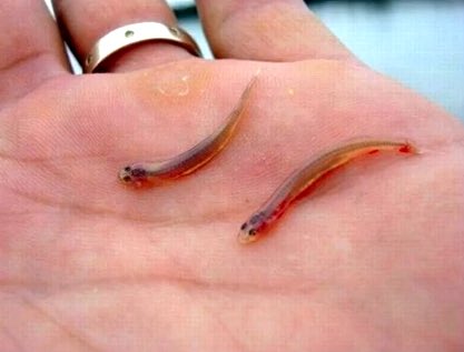 BuninGleb's tweet image. Imagine the agony 🤦🏼‍♂️