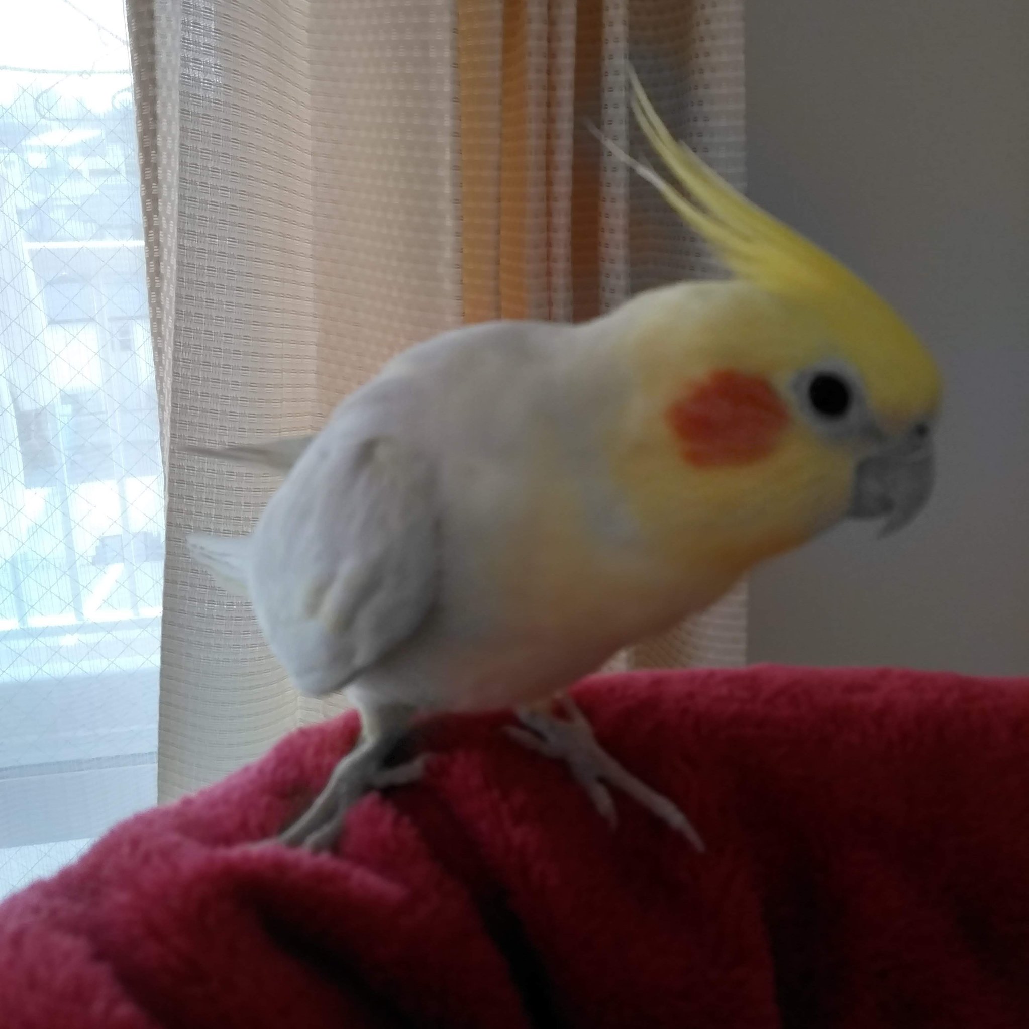 オカメインコの飼い主 1ed40yqziihuy4x Twitter
