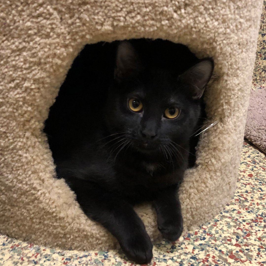 GreatPlainsSPCA's tweet photo. "Meow! I'm Elsa! I take my time to get comfortable in a new place, but I do love to play & enjoy a tasty treat. I also love other cats!
Without a home is no way to spend the holidays. Will you be my hero & take me home today? ❤️ Love, Elsa" #featuredcat #greatplainsfamily https://t.co/ZW1hRdNNPV