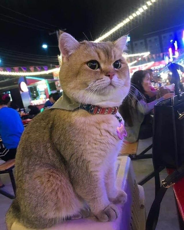 catsofyou's tweet photo. Chubby 😽 https://t.co/TGDb7z4q7v