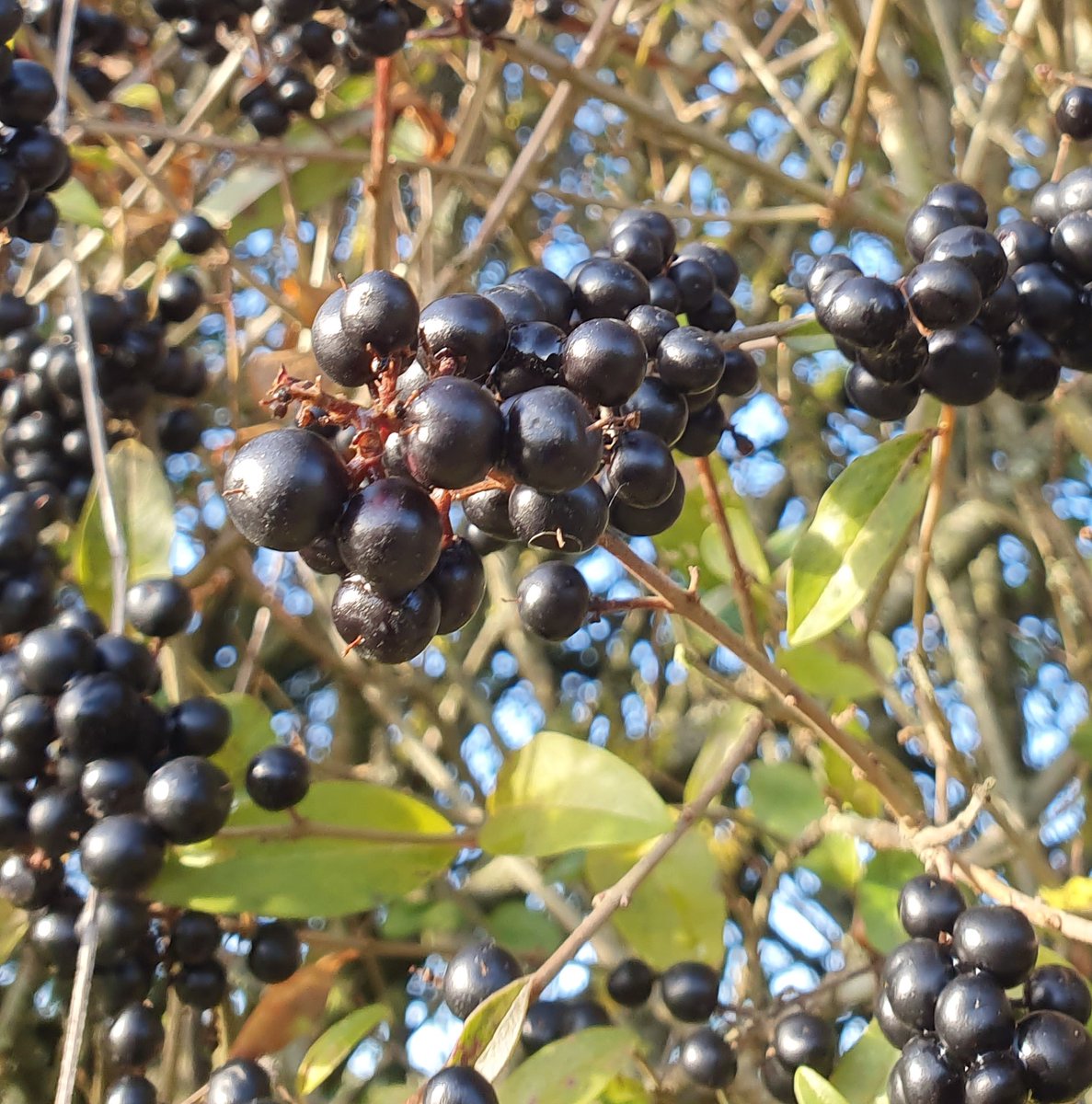AldbournArchive's tweet photo. Wild privet (I think) spotted whilst walking in #Baydon. Glossy against a very briefly blue sky. Looked it up, poison for humans but useful for birds, and the privet hawk moth. #WildWebsWednesday https://t.co/bcc54FT0WO
