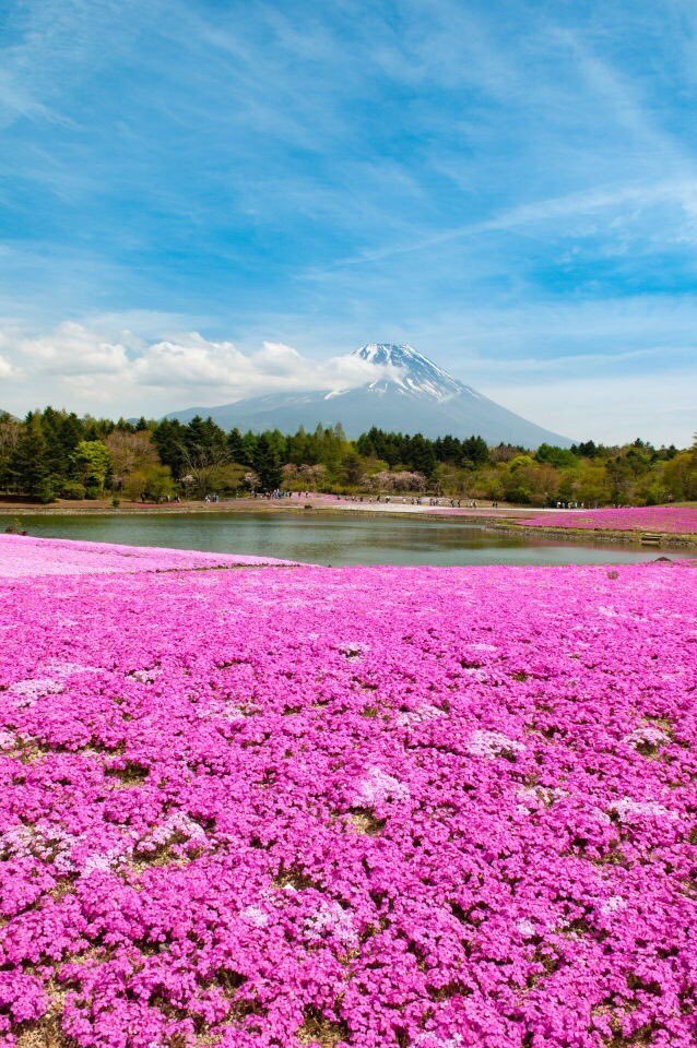 Japan Aesthetics tweet media