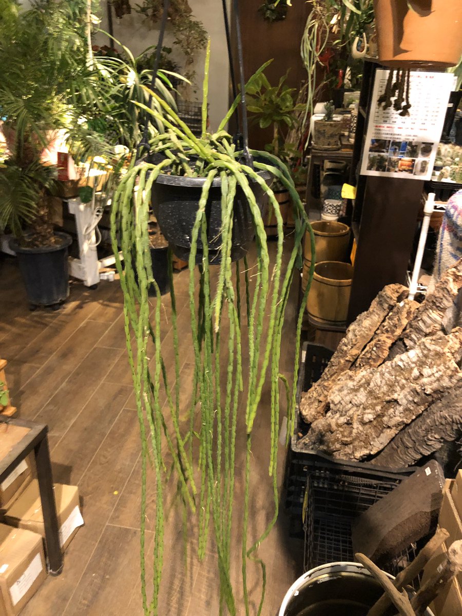 ファニープランツ リプサリスパラドクサ 垂れ下がりプランツ欲しかったので ゲット なかなか長くていいですよ お持ち帰りは慎重に Funnyplants 小山市 観葉植物専門店 リプサリスパラドクサ インテリアグリーン サボテンのある暮らし ファニープランツ リプサリスパラドクサ 垂れ下がりプランツ欲しかったので ゲット なかなか長くていいですよ お持ち帰りは慎重に Funnyplants 小山市 観葉植物専門店 リプサリスパラドクサ インテリアグリーン サボテンのある暮らし