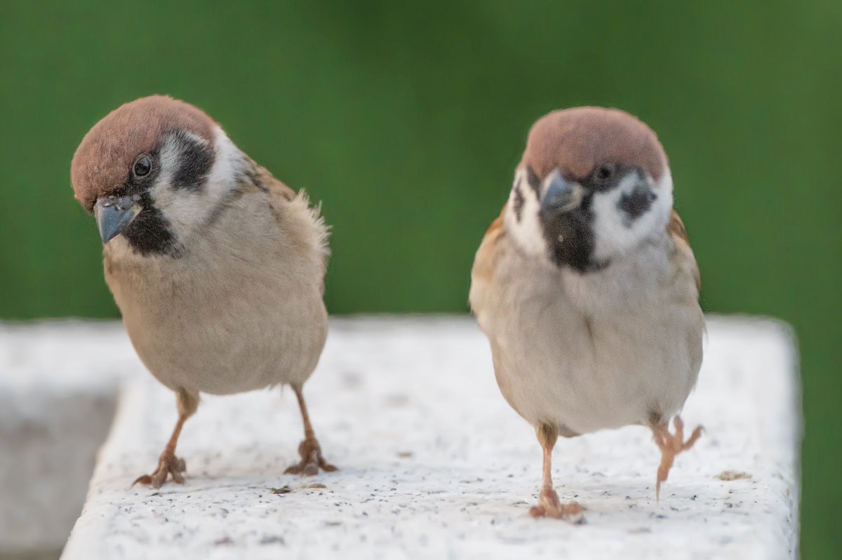 Biggate4444 ぬいぐるみみたいで可愛いなぁ スズメ すずめ スズメ観測 ちゅん活 Sparrow 鳥 野鳥 野鳥撮影 野鳥写真 Pentax