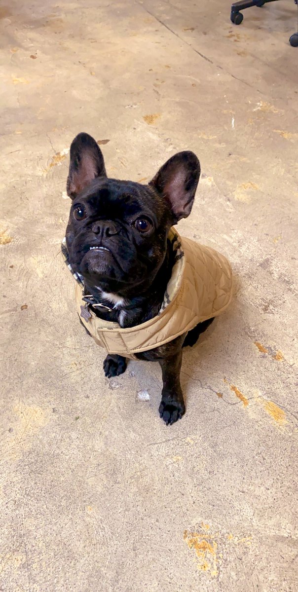 ofthemomnt's tweet photo. @Burberry do you make dog clothes? They could be HUGE ❤️ in LA. #burberrypup https://t.co/04rd8S8k5L