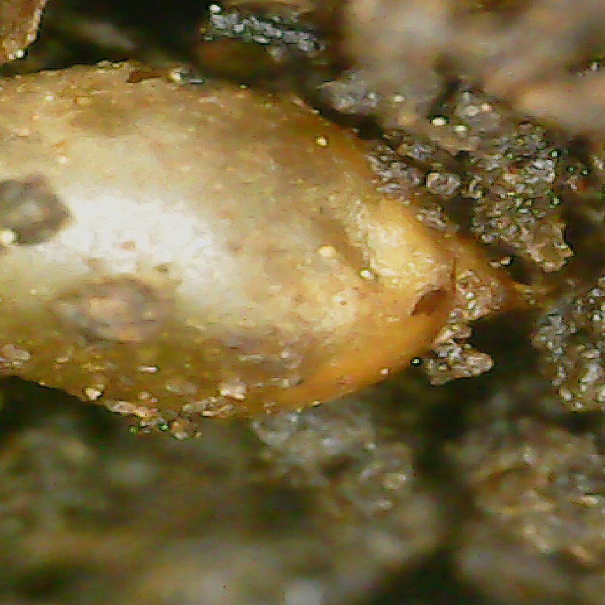 wurmworks's tweet photo. #Didyouknow that worms lay eggs, also called cocoons? They can hold anywhere from 2-7 #worms. These #cocoons can survive snow and ice for weeks and still produce happy #redwiggler babies. Worm mommas can produce 4 cocoons. Thatโs a lotta worms!
#wormfactwednesday #wormfacts https://t.co/QoURzIeQHU
