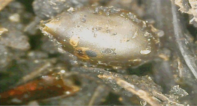 wurmworks's tweet photo. #Didyouknow that worms lay eggs, also called cocoons? They can hold anywhere from 2-7 #worms. These #cocoons can survive snow and ice for weeks and still produce happy #redwiggler babies. Worm mommas can produce 4 cocoons. Thatโs a lotta worms!
#wormfactwednesday #wormfacts https://t.co/QoURzIeQHU