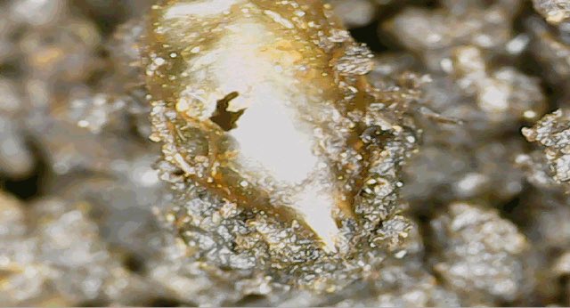 wurmworks's tweet photo. #Didyouknow that worms lay eggs, also called cocoons? They can hold anywhere from 2-7 #worms. These #cocoons can survive snow and ice for weeks and still produce happy #redwiggler babies. Worm mommas can produce 4 cocoons. Thatโs a lotta worms!
#wormfactwednesday #wormfacts https://t.co/QoURzIeQHU
